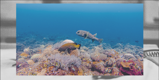 Why you should get your scuba license